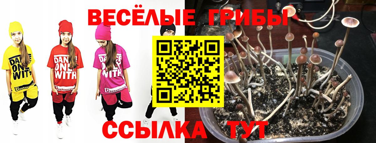 Галлюциногенные грибы мицелий  Псилоцибиновые грибы прущие грибы  Амурск 